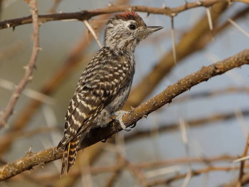 Cardinal Woodpecker, 照片 2