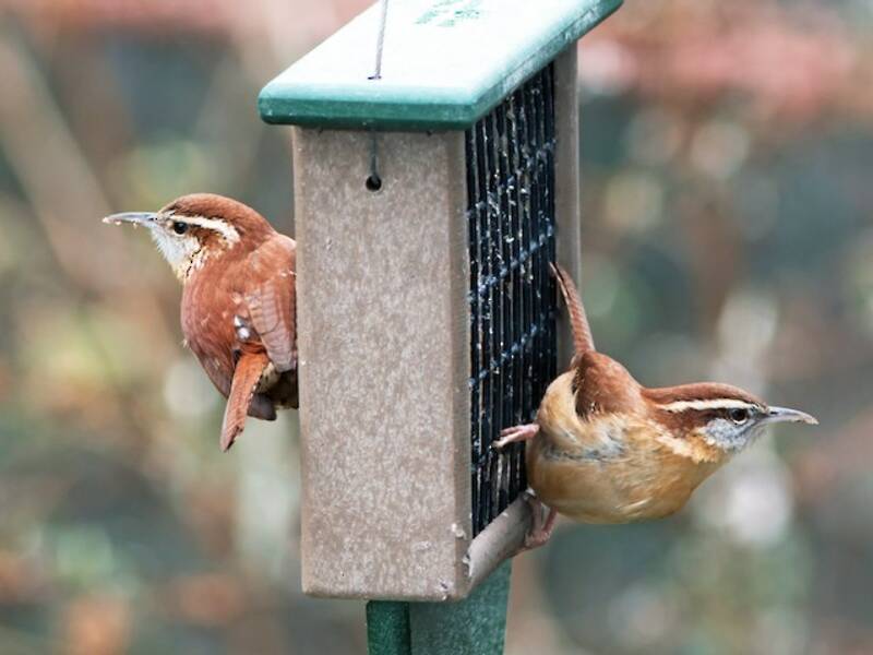 Carolina Wren (Thryothorus ludovicianus)