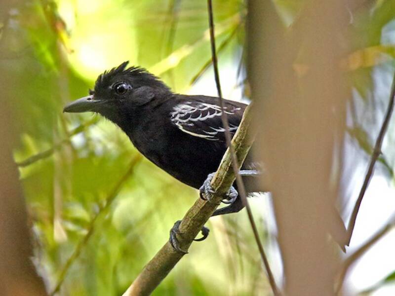 Castelnau's Antshrike, 照片 4