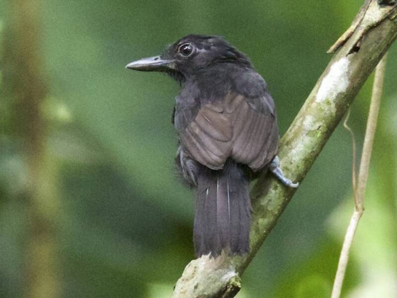 Castelnau's Antshrike, 照片 3
