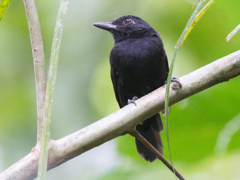 Castelnau's Antshrike, 照片 2
