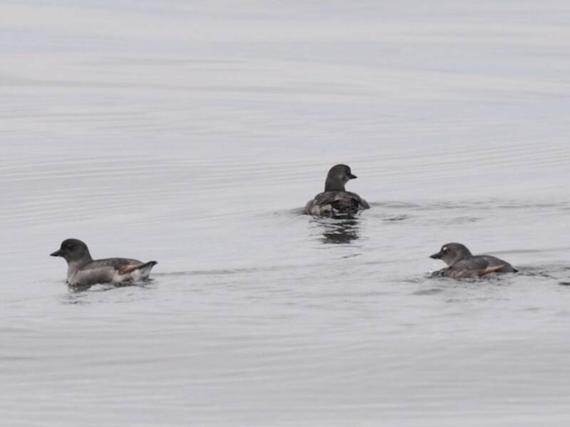 Cassin's Auklet