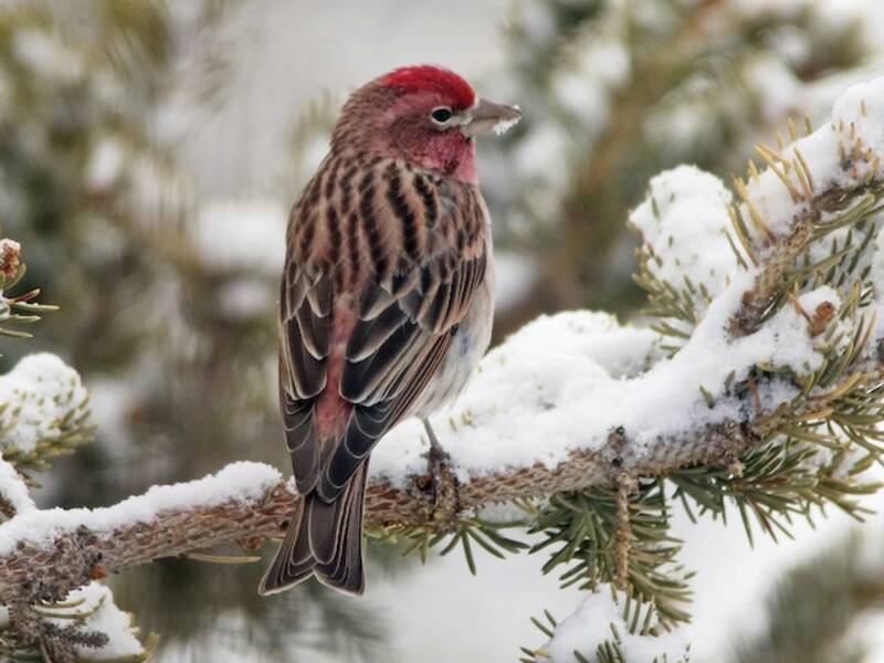 Cassin's Finch, Photos 2