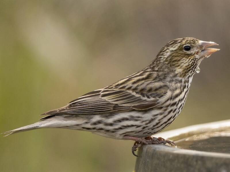 Cassin's Finch, Photos 3