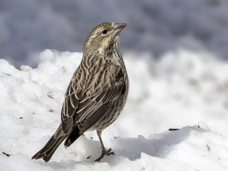 Cassin's Finch, Photos 4