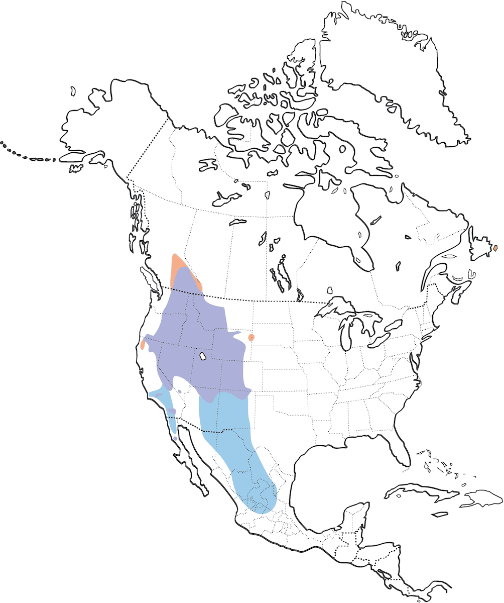 Cassin's Finch, Distribution 1