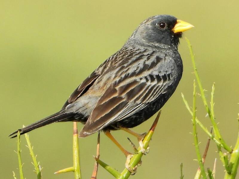 Carbonated Sierra Finch, Photos 3