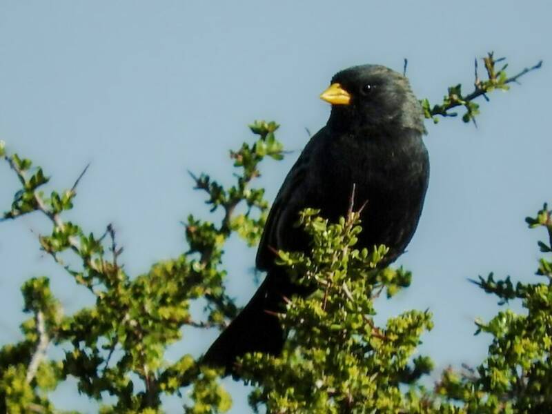 Carbonated Sierra Finch, Photos 4