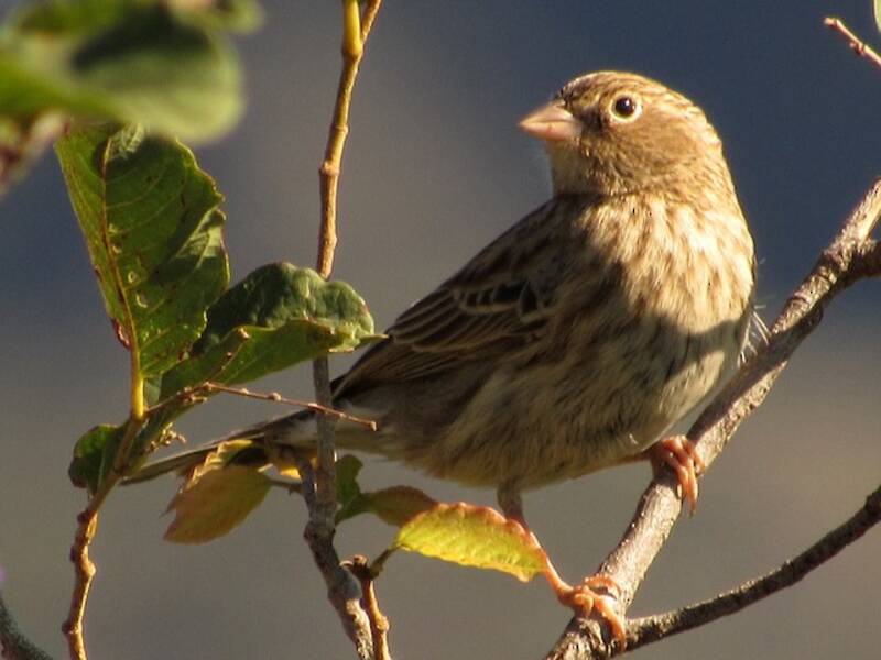 Carbonated Sierra Finch