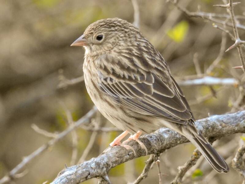 Carbonated Sierra Finch, Photos 2