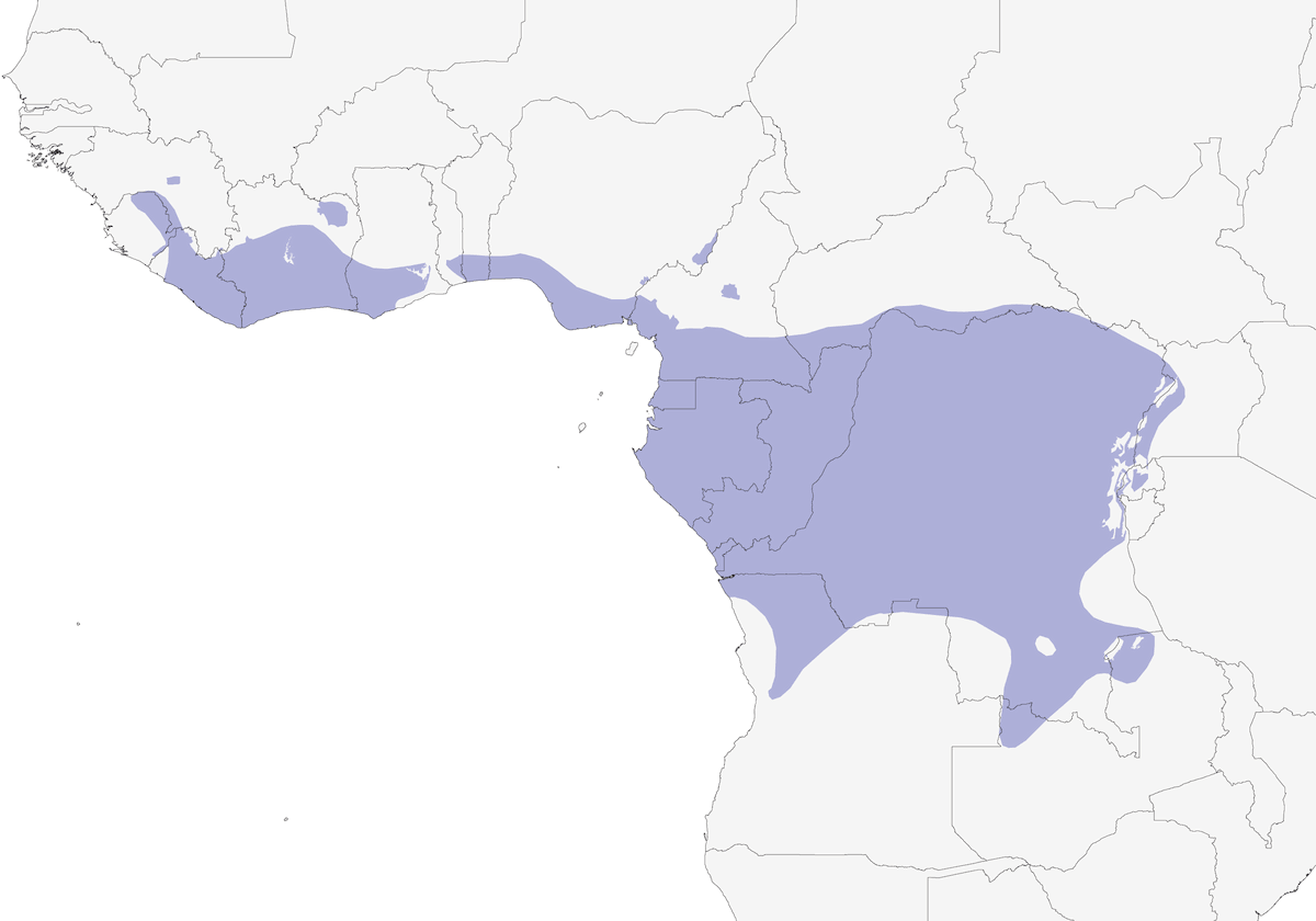 Papamoscas de Cassin, Distribución 1