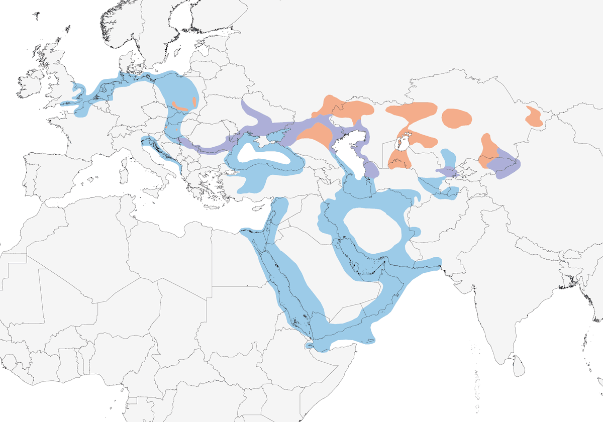 Gabbiano reale pontico, Distribuzione 1