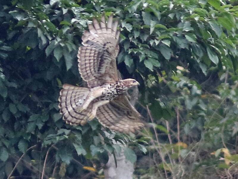 Cassin's Hawk-Eagle (Aquila africana)