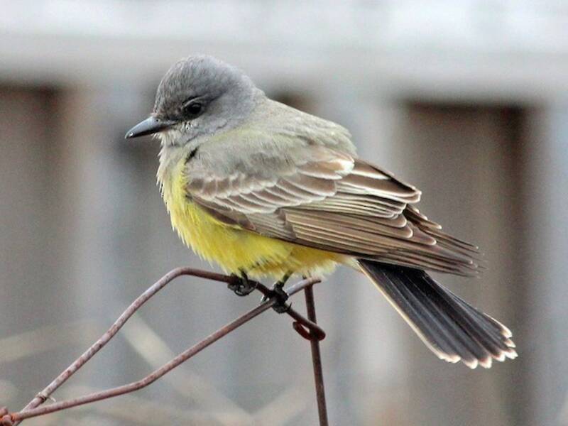 Cassin's Kingbird, Photos 4