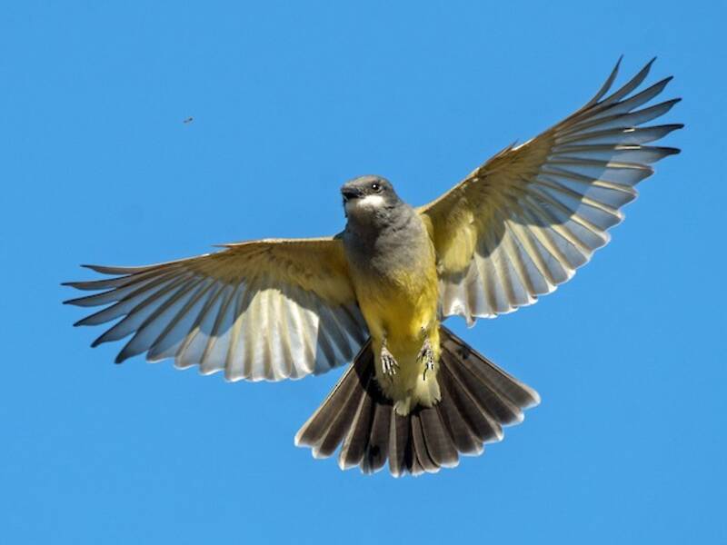 Cassin's Kingbird, Photos 2