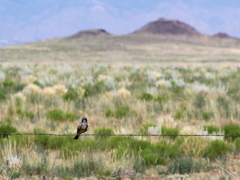 Cassin's Kingbird, Photos 3