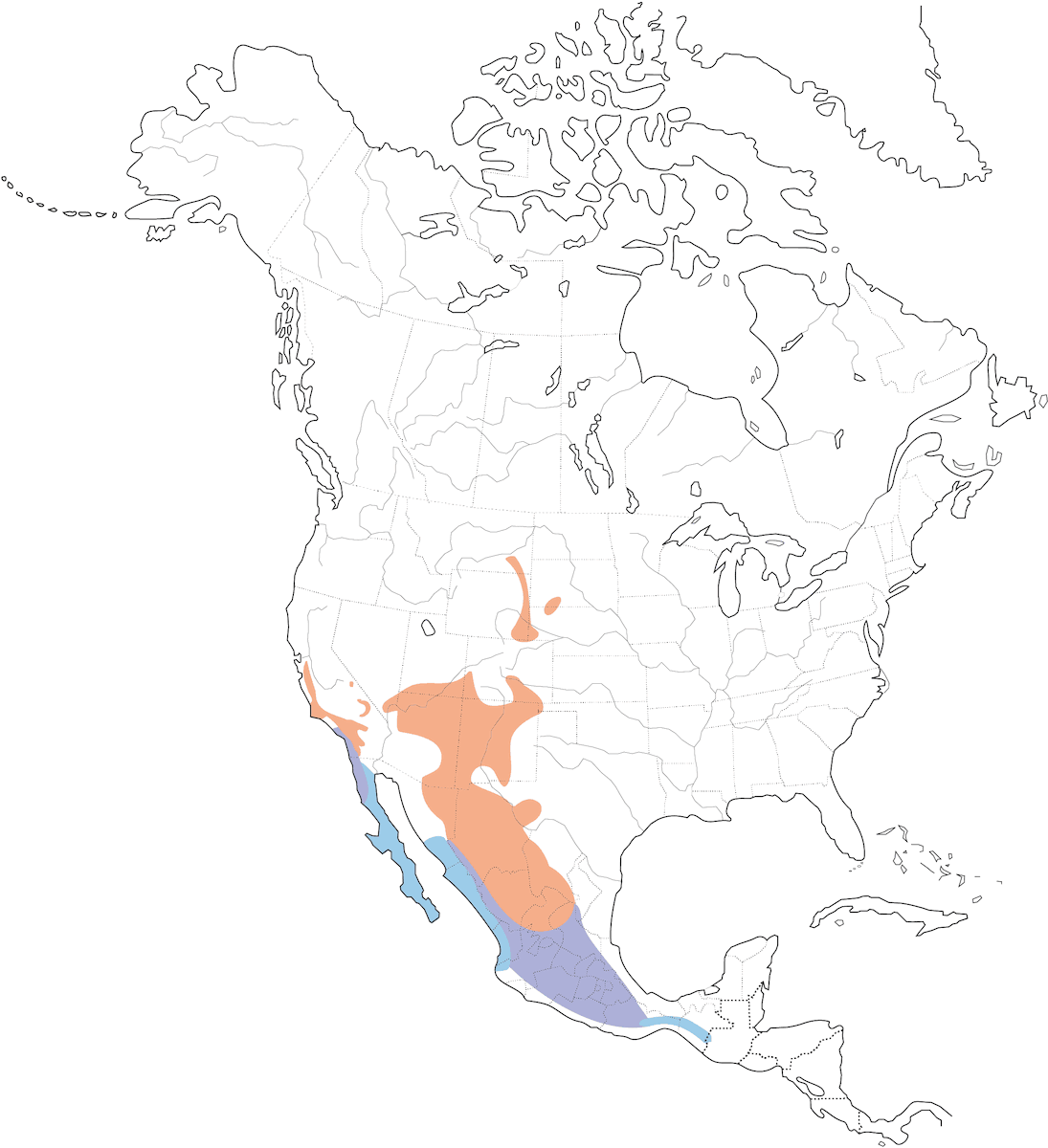 Cassin's Kingbird, Distribution 1