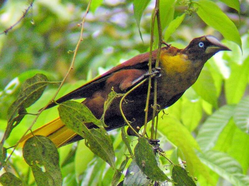 Cacico con elmetto, Foto 4