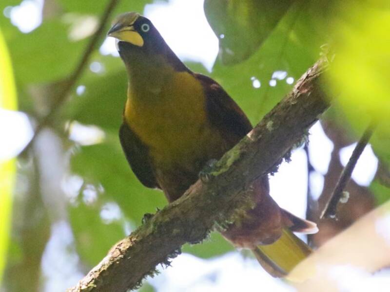 Cacico con elmetto, Foto 2