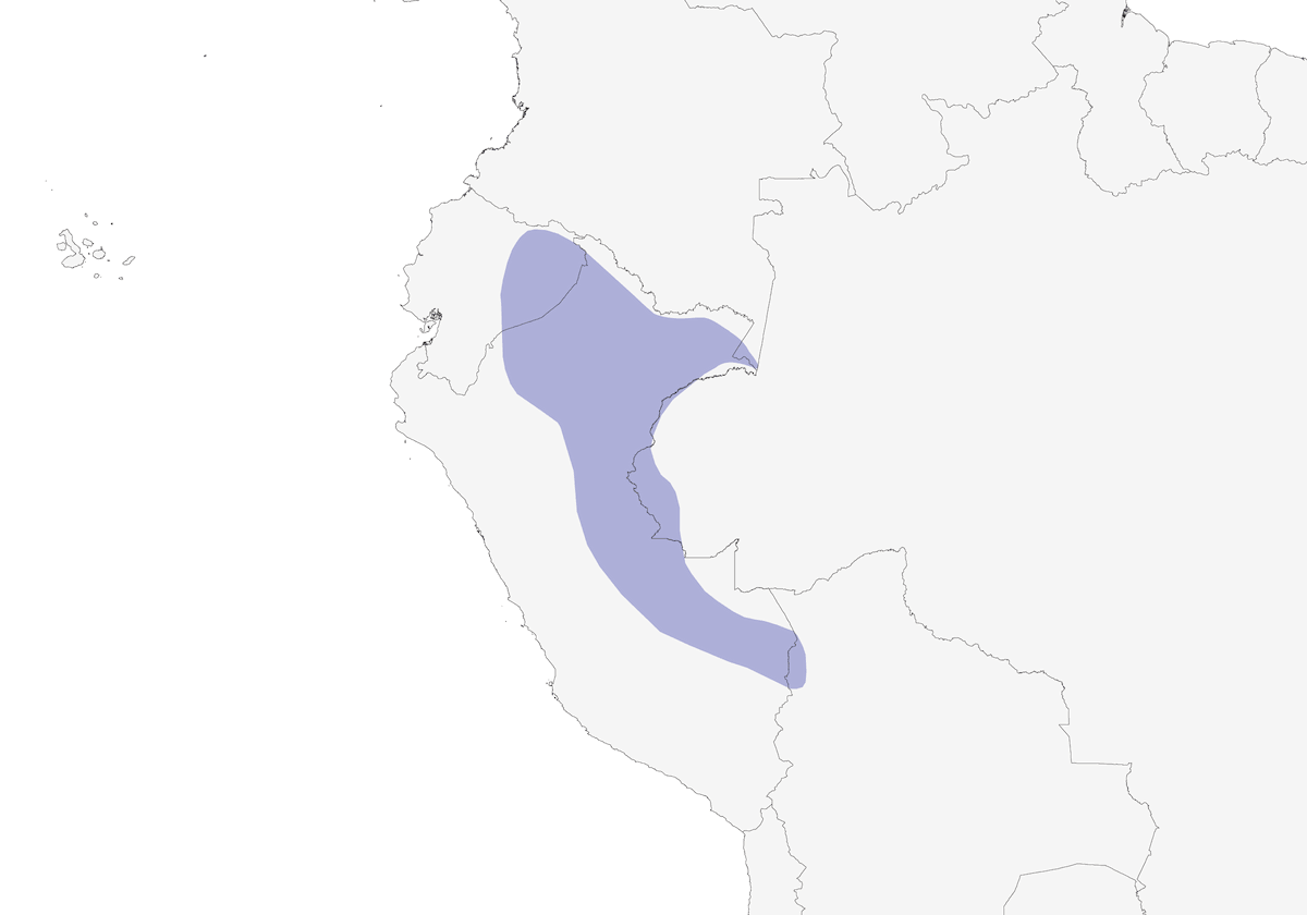 Cacico con elmetto, Distribuzione 1
