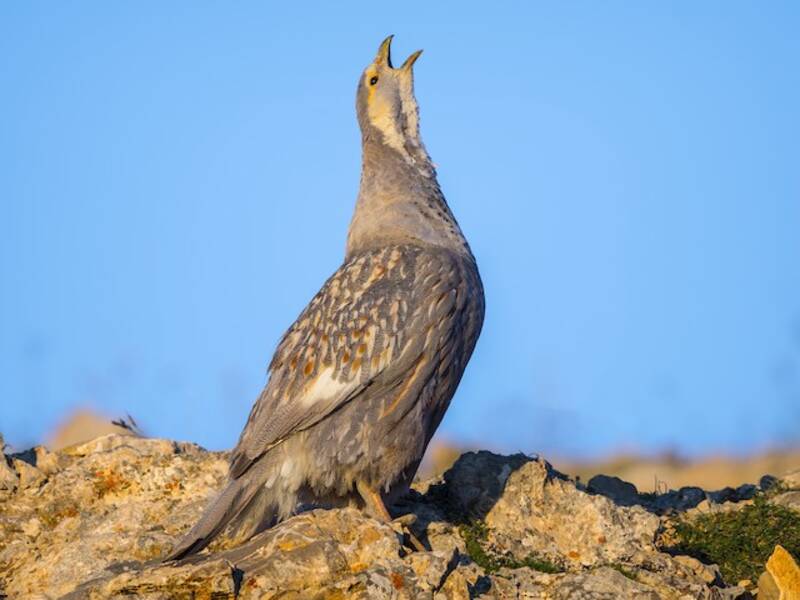 Caspian Snowcock, Photos 2