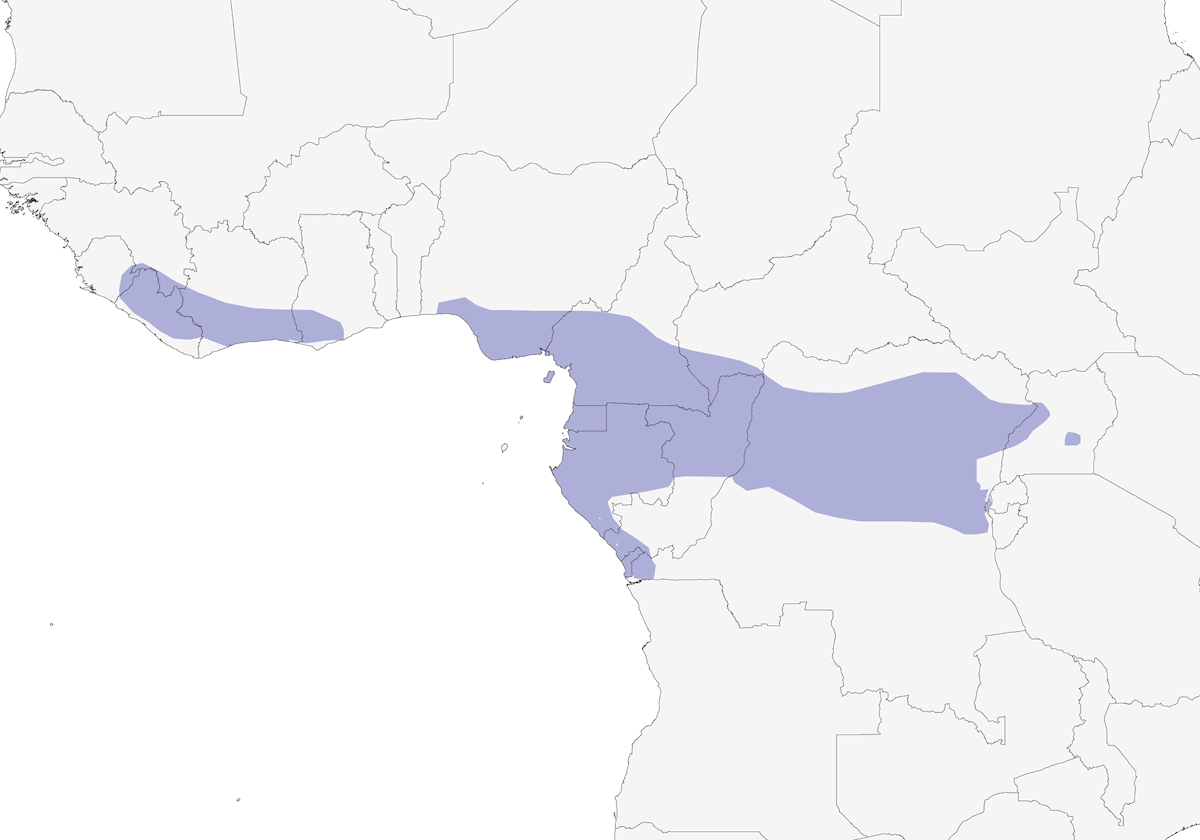 Codiacuta di Cassin, Distribuzione 1