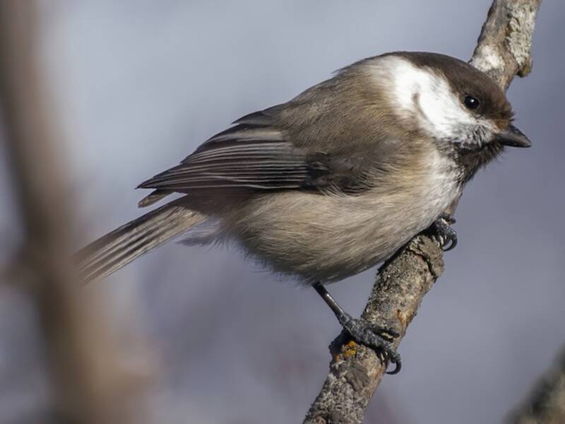 Mésange hyrcanienne