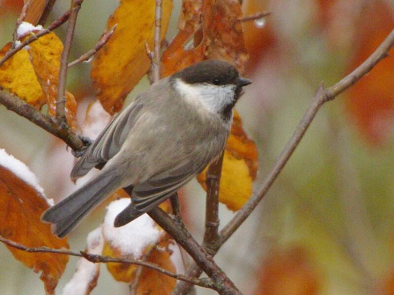 Caspian Tit, 照片 2