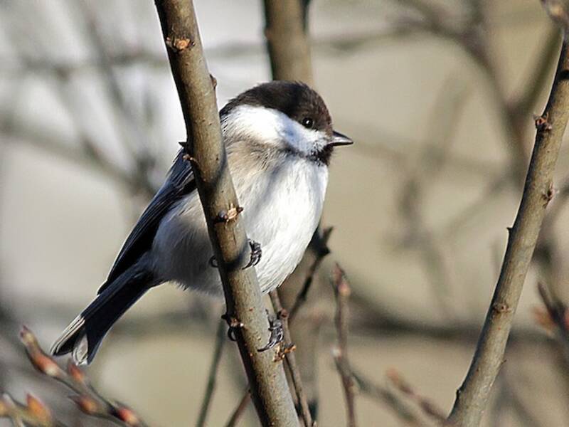 Caspian Tit, 照片 3