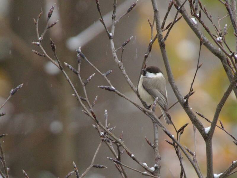 Caspian Tit, 照片 4