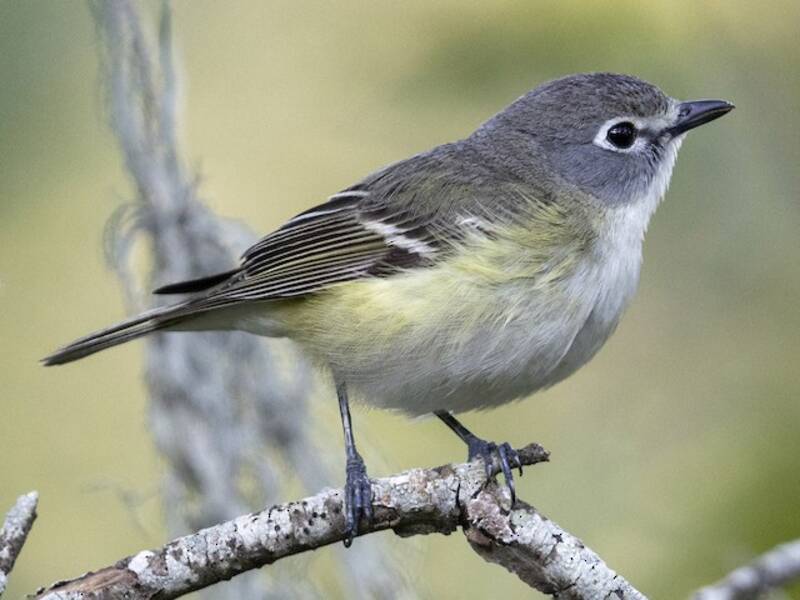 Cassin's Vireo, Photos 4
