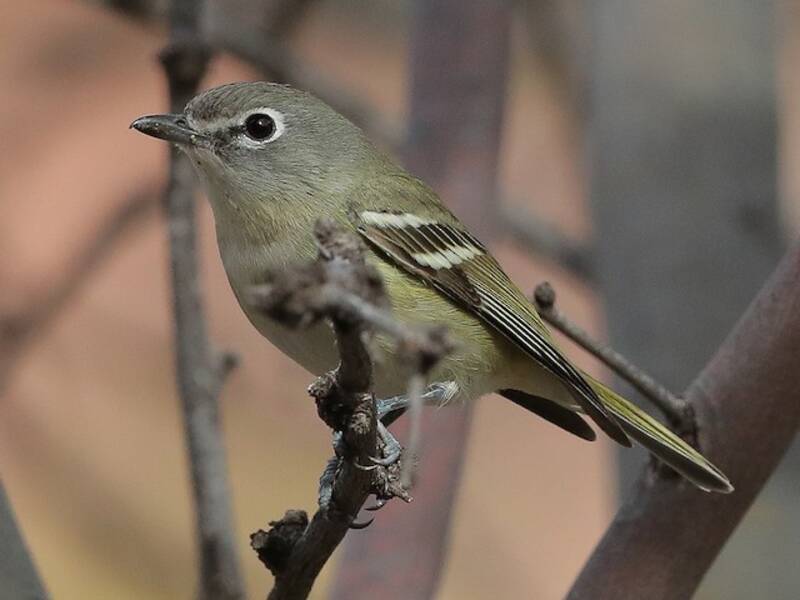 Cassin's Vireo, Photos 3