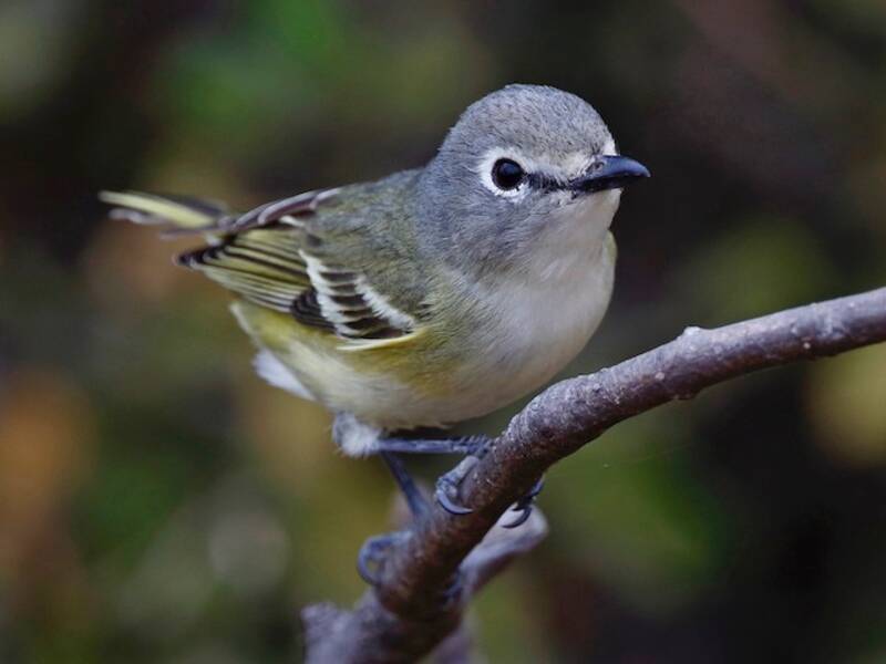Cassin's Vireo