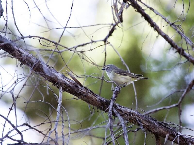 Cassin's Vireo, Photos 2