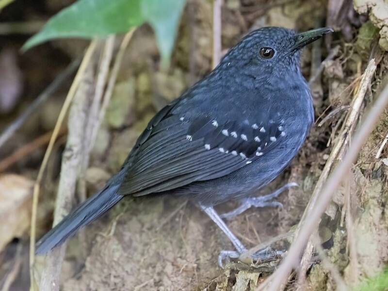 Caura-Ameisenvogel, Fotos 2