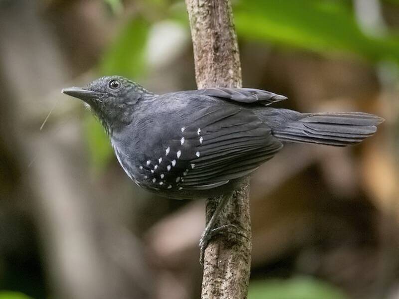 Caura Antbird