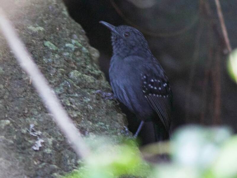 Caura-Ameisenvogel, Fotos 3