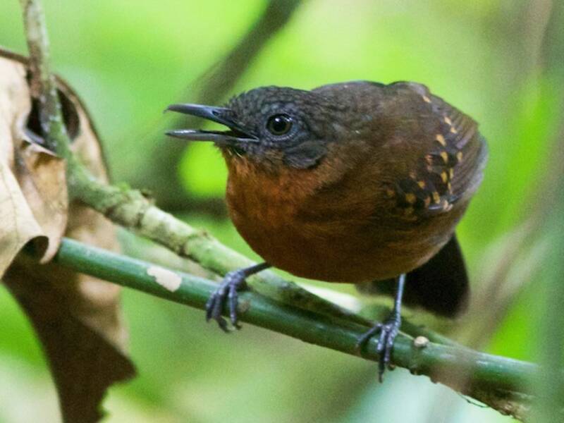 Caura-Ameisenvogel, Fotos 4