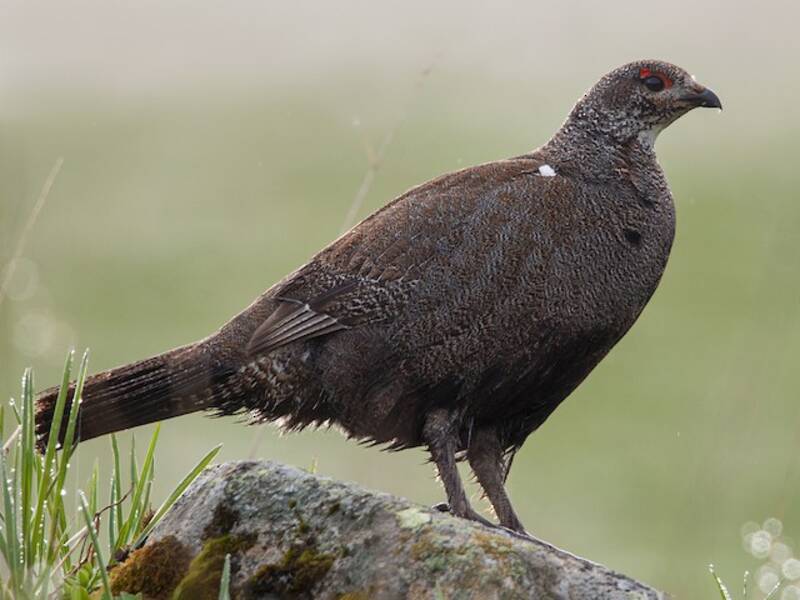 Caucasian Grouse