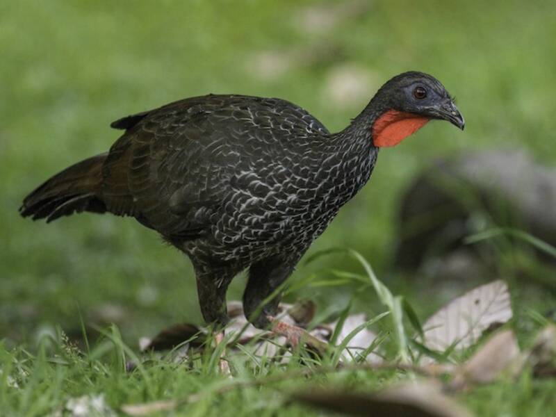 Cauca Guan, 照片 4