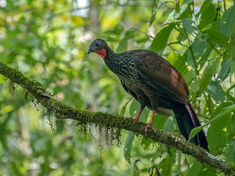 Cauca Guan, 照片 2