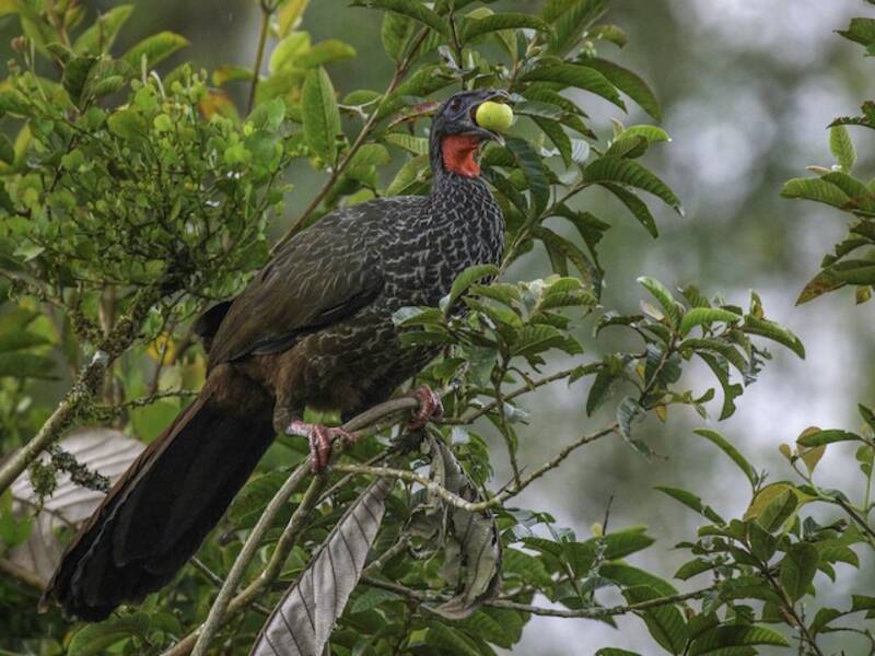 Cauca Guan, 照片 3