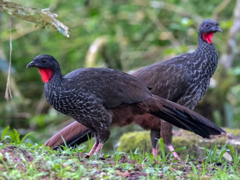 Guan di Cauca