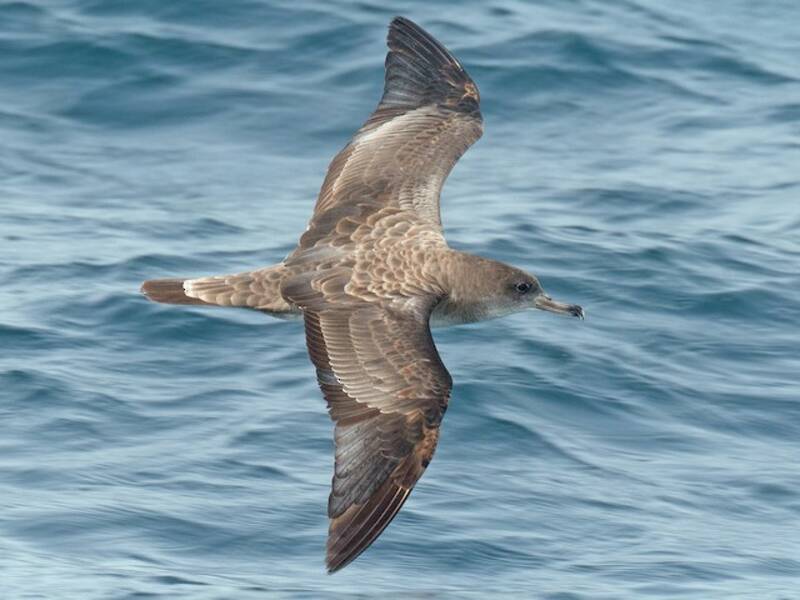 Cape Verde Shearwater, 照片 4