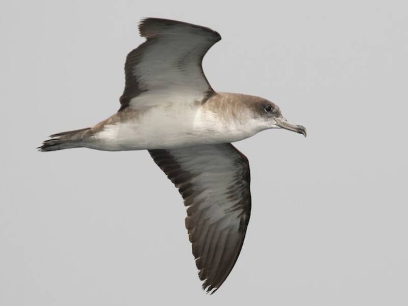 Cape Verde Shearwater, 照片 2