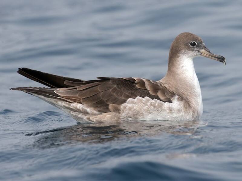 Cape Verde Shearwater, 照片 3