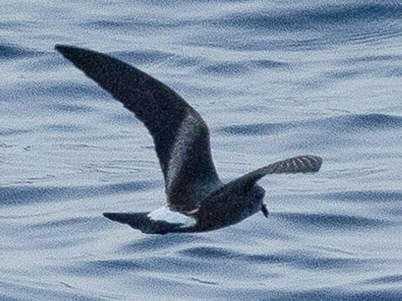 Cape Verde Storm-Petrel