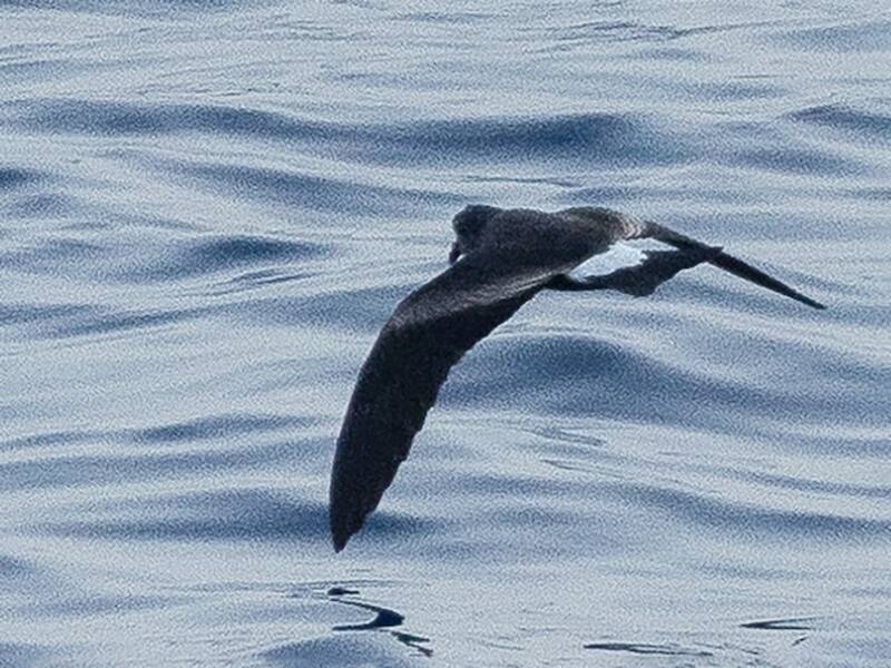 Cape Verde Storm-Petrel, 照片 3
