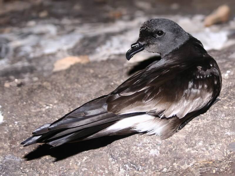 Cape Verde Storm-Petrel, 照片 2