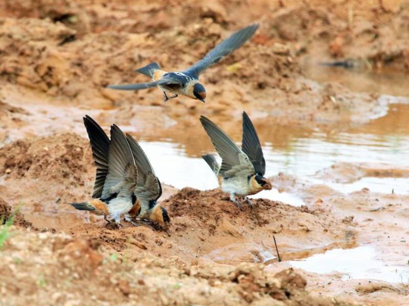Cave Swallow (Petrochelidon fulva)